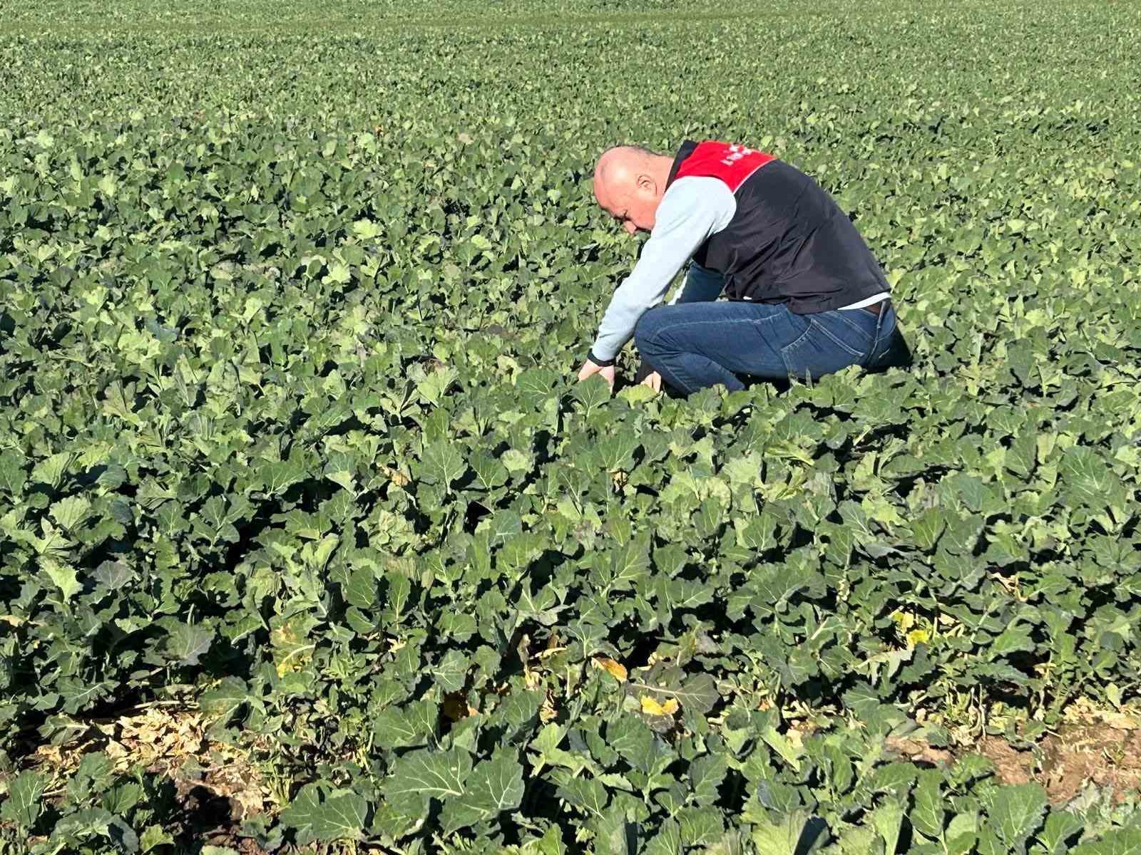 Kırklareli&rsquo;de tarım arazilerinde denetim: Kanola ve hububat ekilişleri incelendi
