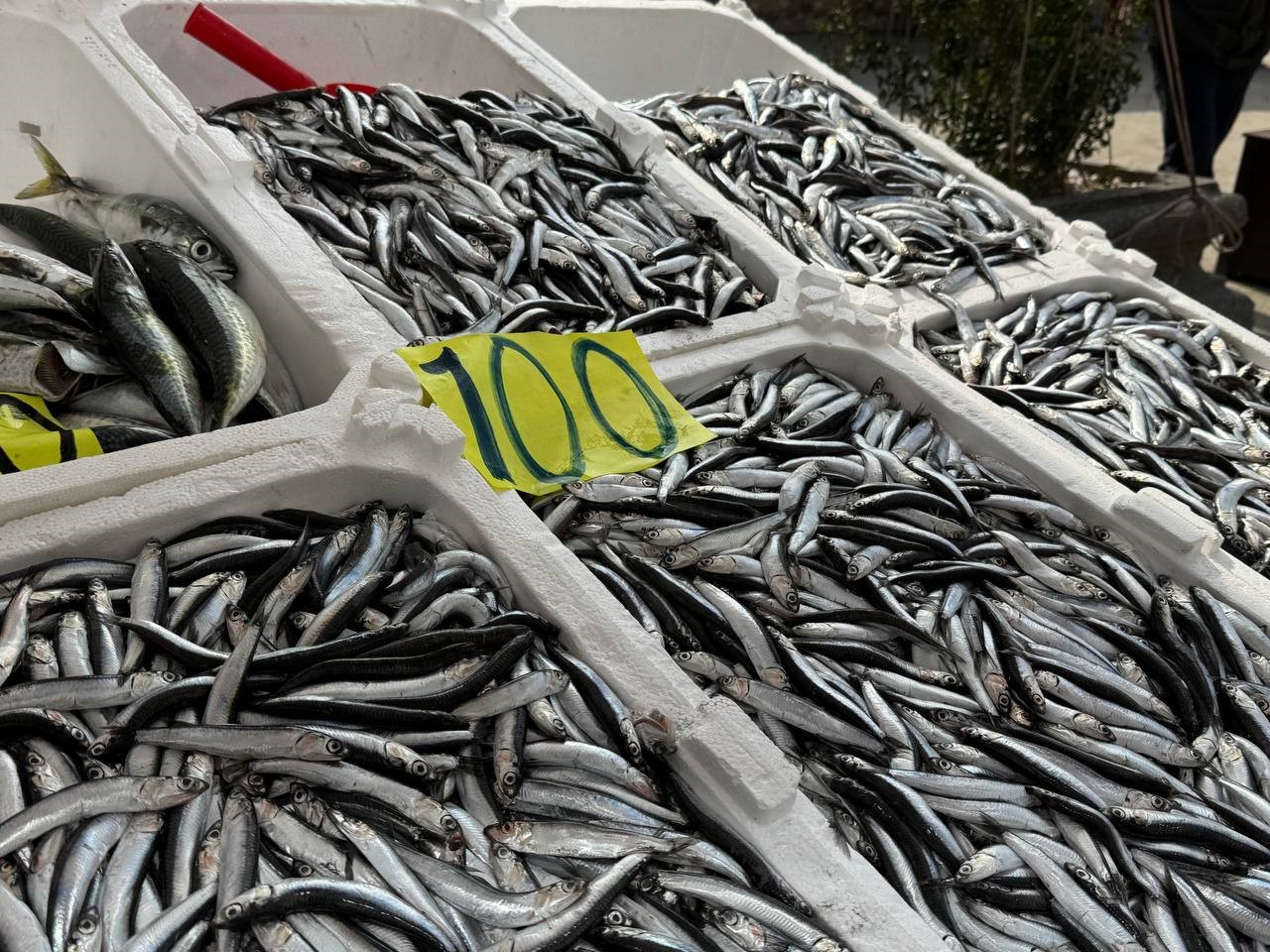 Zonguldak&rsquo;ta balık tezgahlarında Ramazan mesaisi; hamsi 100 liradan satılıyor
