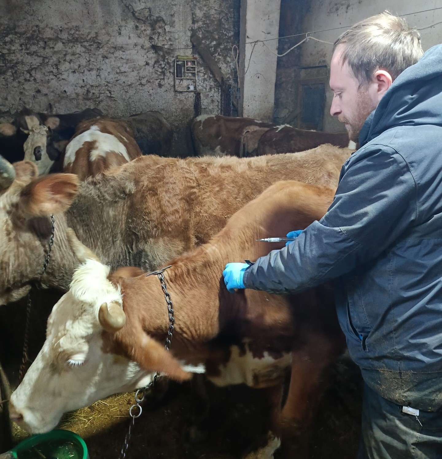 Demir&ouml;z&uuml;&rsquo;nde aşılama ve k&uuml;peleme &ccedil;alışmaları devam ediyor
