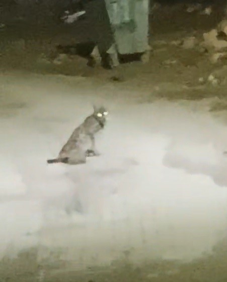 Konya’da vaşak görüntülendi