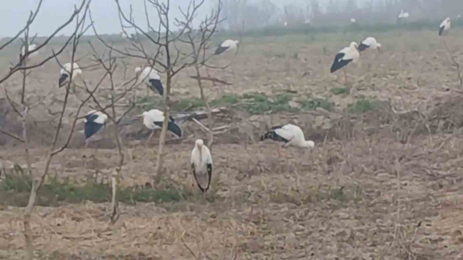 Baharın m&uuml;jdecisi  leylekler: Y&uuml;zlercesi aynı anda konakladı
