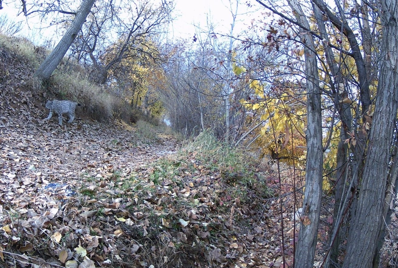 "Ormanın Hayaleti" vaşak g&uuml;venlik kamerasına yansıdı
