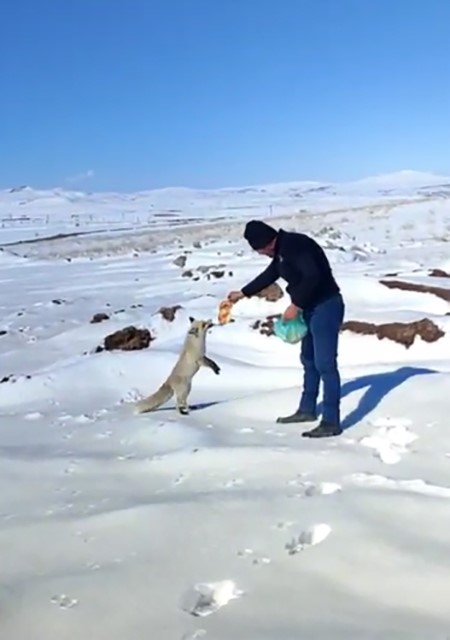 Kışın zor günlerinde tilkiye işçilerden şefkat eli