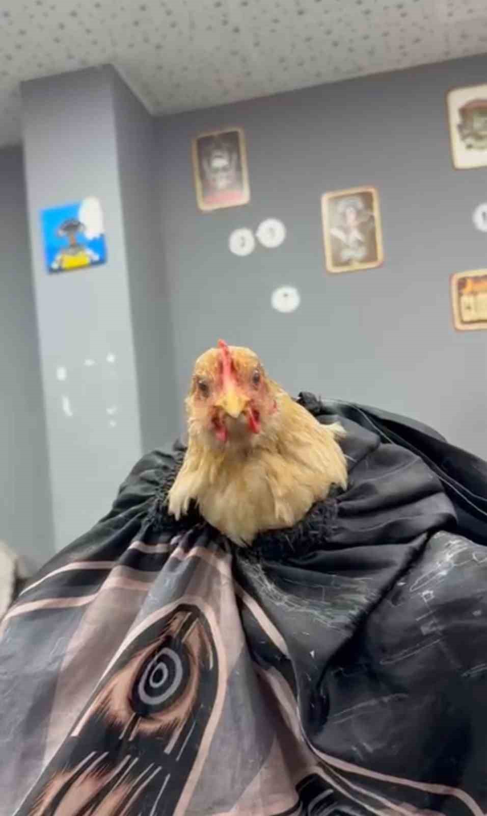 Siirt&rsquo;te bir kuaf&ouml;r sosyal medya akımına katılmak i&ccedil;in tavuk tıraş edip bayrama hazırladı
