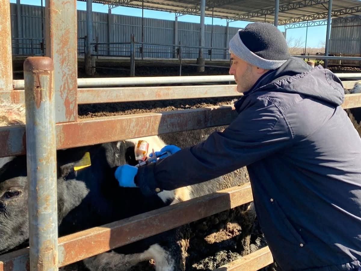 Trakya&rsquo;da şap alarmına karşı sahadalar: B&uuml;y&uuml;kbaş hayvanlara aşılama s&uuml;r&uuml;yor
