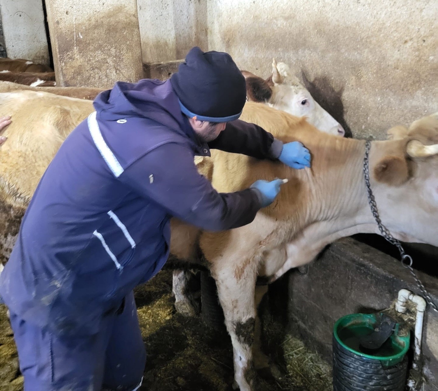 Demirözü’nde aşılama ve küpeleme çalışmaları devam ediyor
