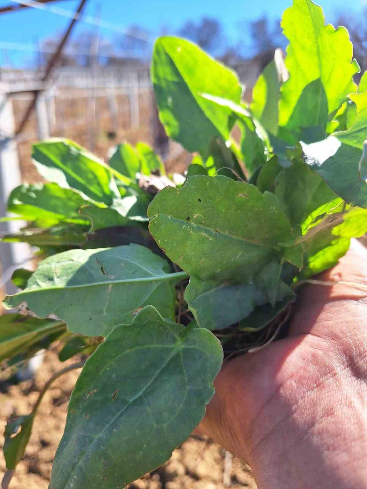 Sarıg&ouml;l&rsquo;de baharın habercisi ekşi kulak tezgahlarda yerini aldı
