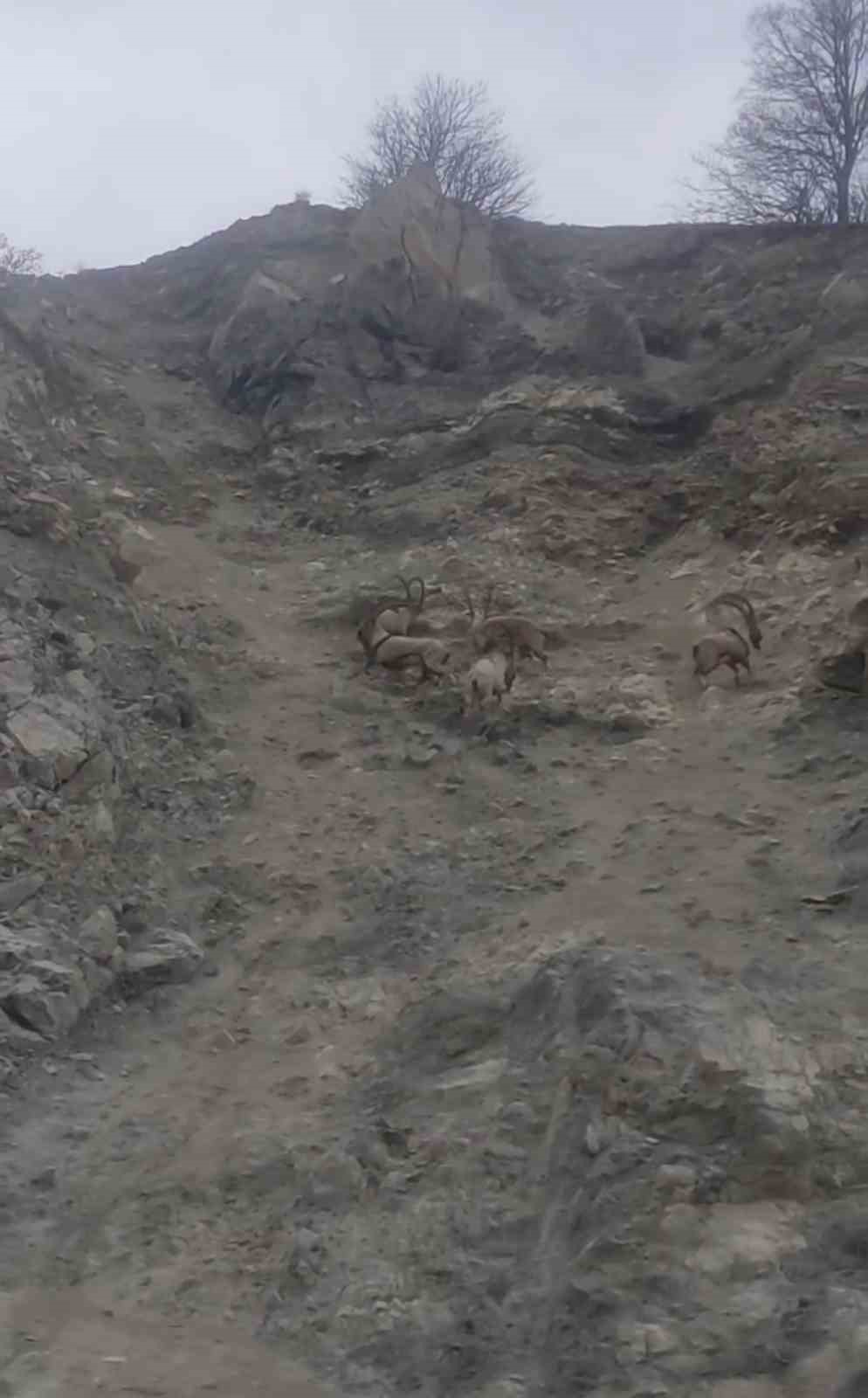 Diyarbakır&rsquo;da nesli t&uuml;kenme tehlikesi altında bulunan dağ ke&ccedil;ileri s&uuml;r&uuml; halinde g&ouml;r&uuml;nt&uuml;lendi
