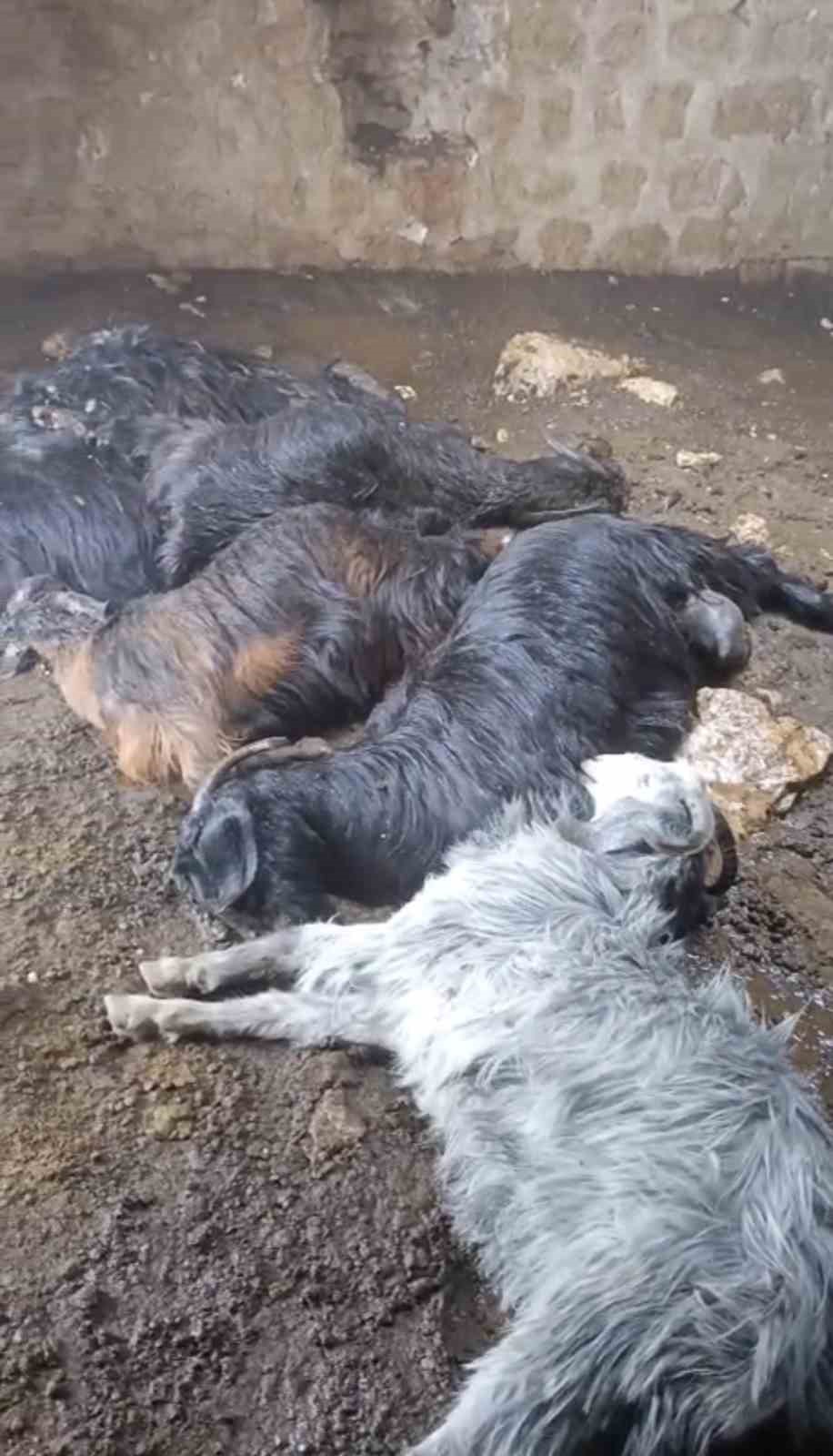 Tarsus&rsquo;ta ahıra yıldırım d&uuml;şt&uuml;: 5 k&uuml;&ccedil;&uuml;kbaş hayvan telef oldu
