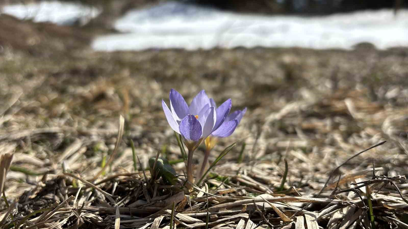 Bolu’da iki mevsim bir arada yaşanıyor: Karlar arasında çiğdemler çiçek açtı