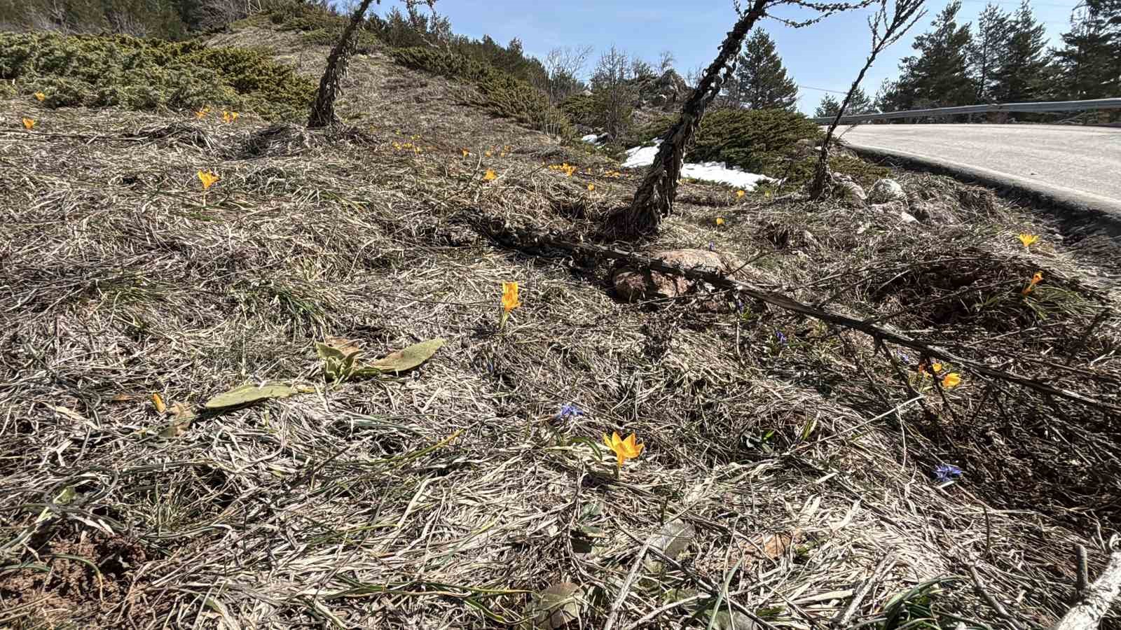 Bolu&rsquo;da iki mevsim bir arada yaşanıyor: Karlar arasında &ccedil;iğdemler &ccedil;i&ccedil;ek a&ccedil;tı
