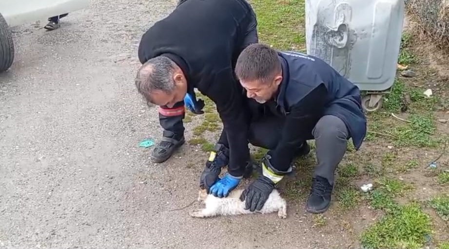 Batman&rsquo;da aracın motoruna sıkışan kedi kurtarıldı
