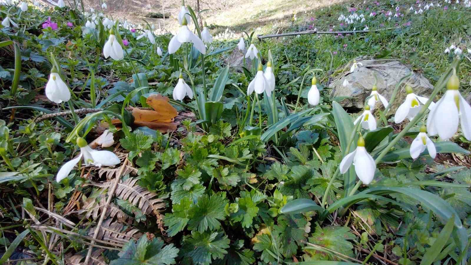 Abant’ta karların ardından bahar manzarası