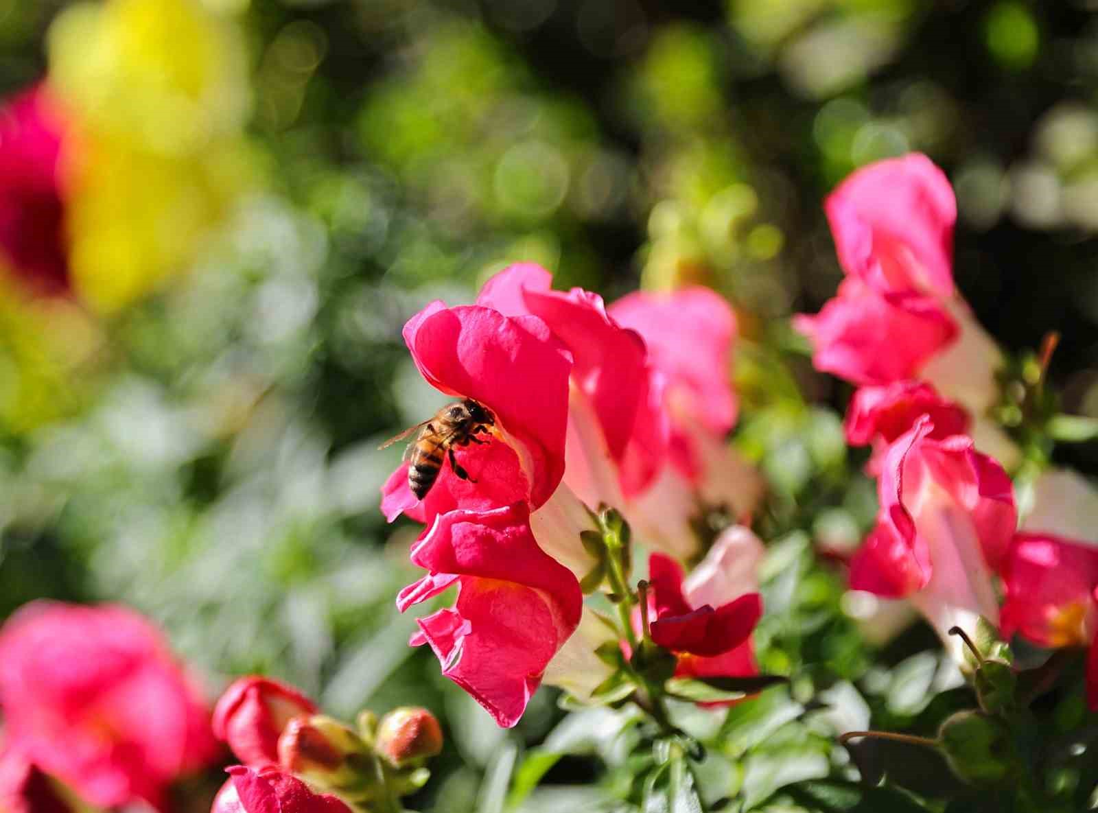 Antalya&rsquo;da bahar hazırlığı: 4 milyon &ccedil;i&ccedil;ek toprakla buluşuyor

