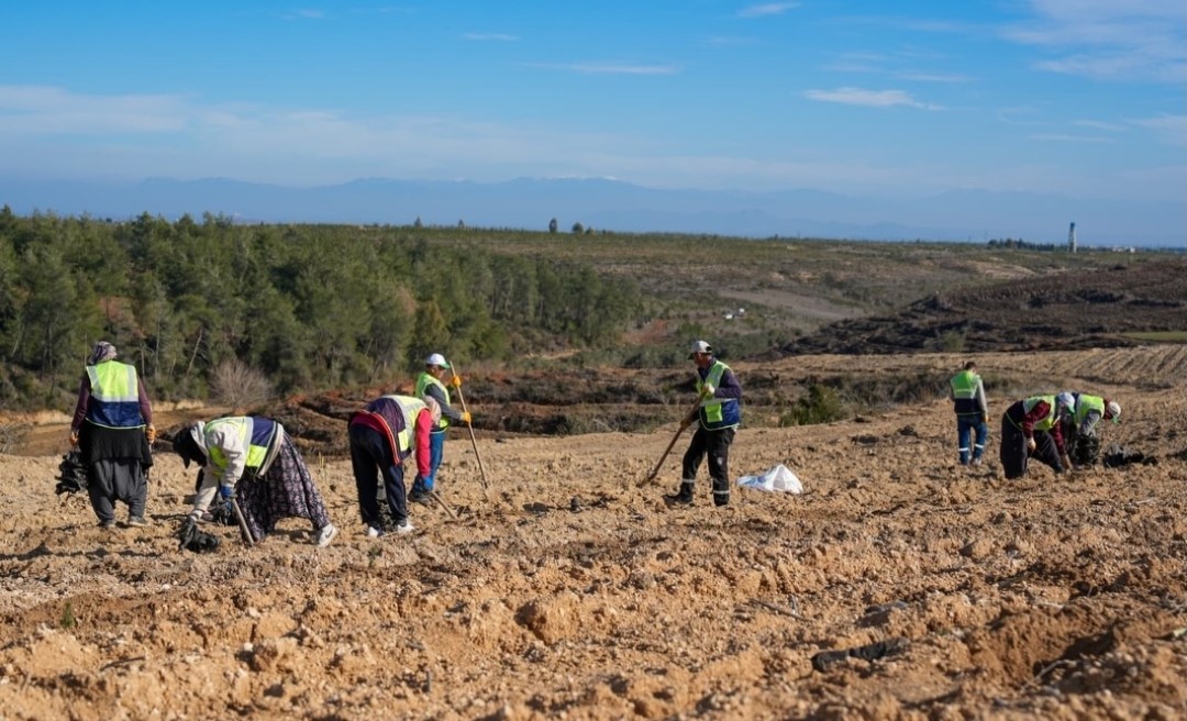 Sarı&ccedil;am&rsquo;da 1 milyon 200 bin fidan toprakla buluşturuldu

