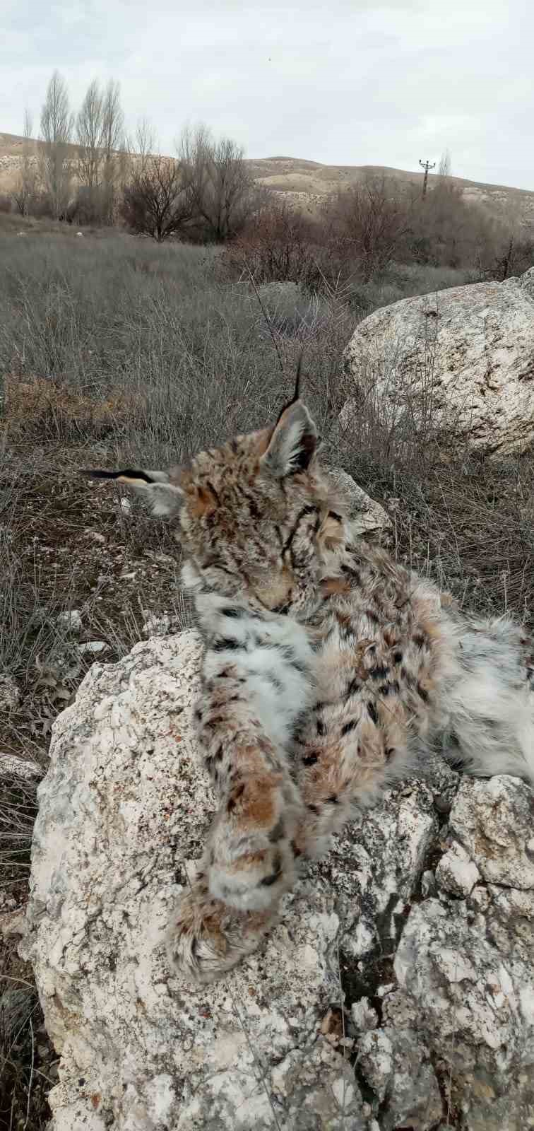 Doğada nadir görülen vaşak ölü bulundu