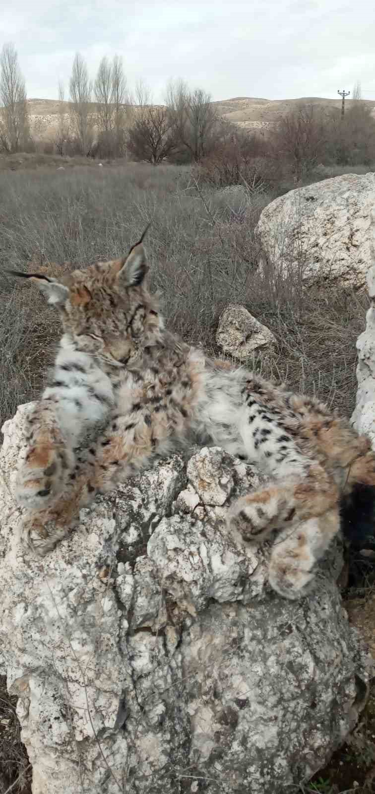 Doğada nadir g&ouml;r&uuml;len vaşak &ouml;l&uuml; bulundu
