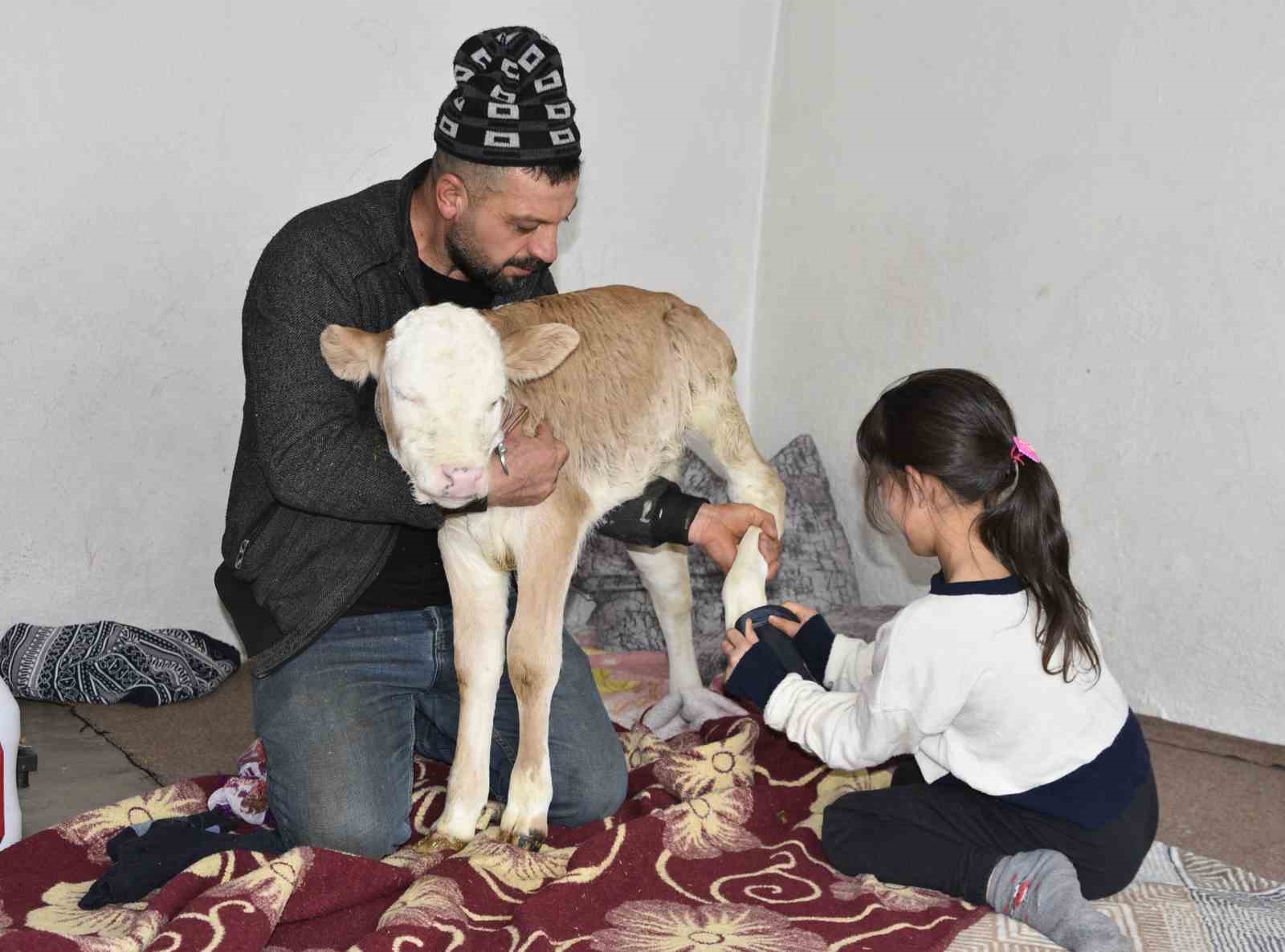 Tatvan&rsquo;da hasta buzağıya evde &ouml;zel bakım
