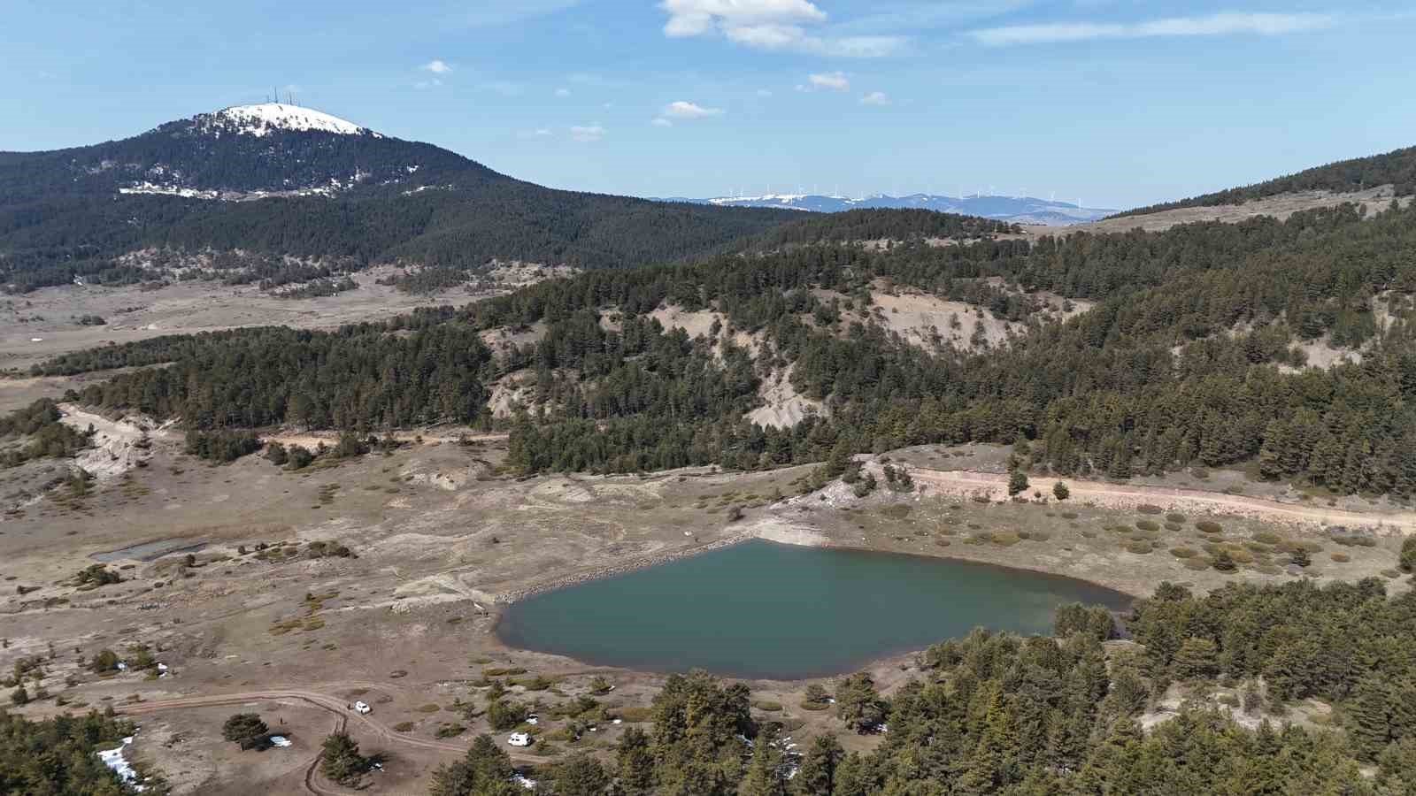 Baharın m&uuml;jdecisi &lsquo;&ccedil;iğdemler&rsquo; &ccedil;i&ccedil;ek a&ccedil;tı

