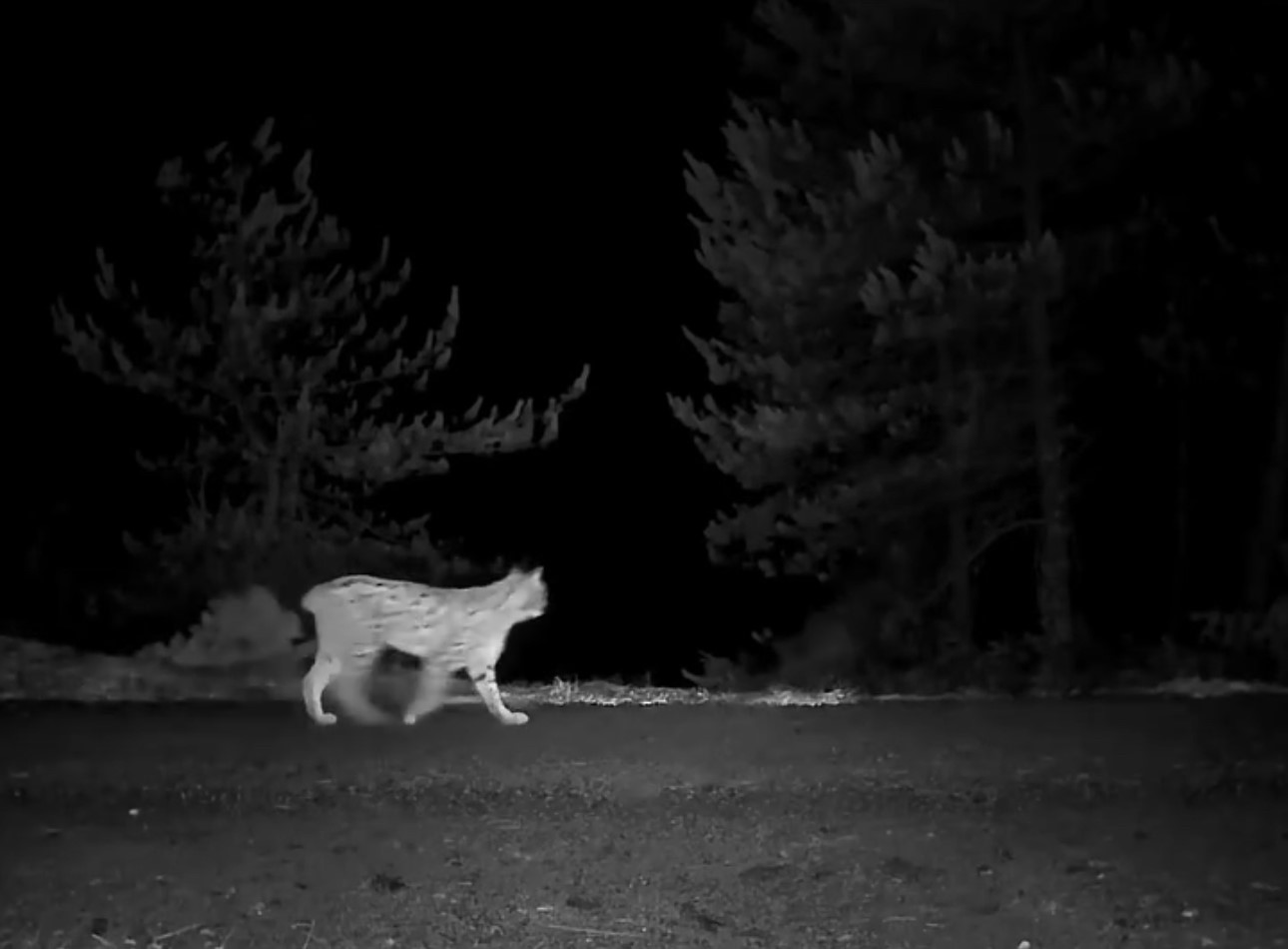 Karab&uuml;k&rsquo;te vaşak fotokapanla g&ouml;r&uuml;nt&uuml;lendi
