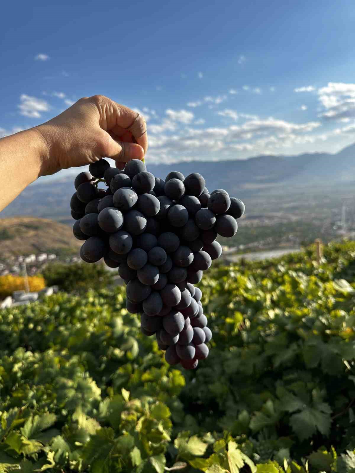 Erzincan Tulum Peyniri ve Cimin Üzümü dünya çapında tescillendi