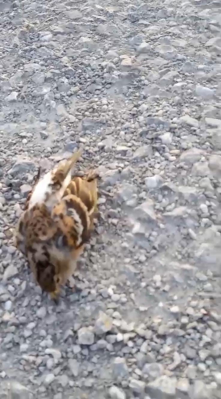 Kastamonu’da onlarca kuş yolda telef olmuş halde bulundu