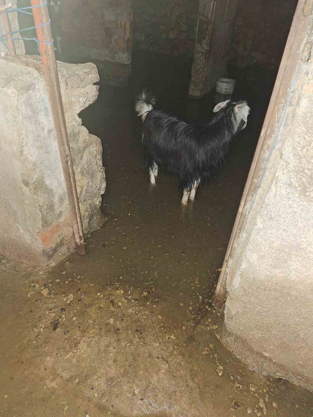 Sel ahırı bastı, 12 ke&ccedil;i ekipler tarafından kurtarıldı
