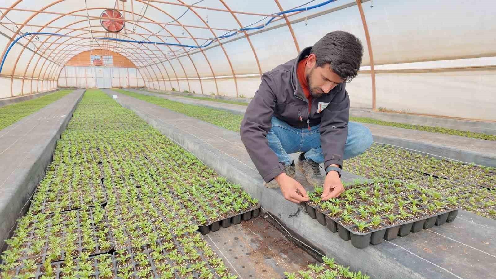 Şanlıurfa’da seralarda 400 bin yazlık çiçek üretiliyor