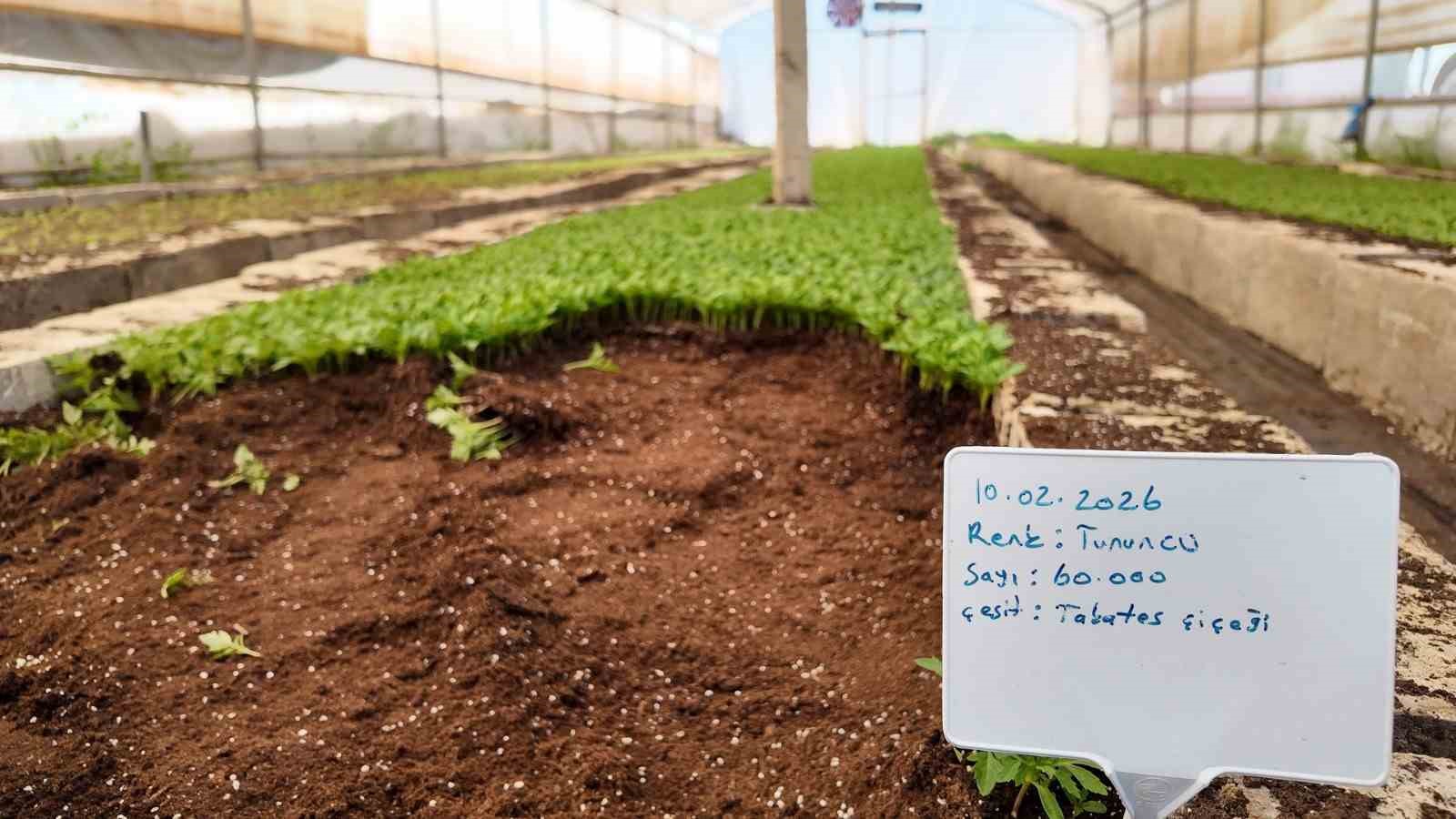 Şanlıurfa&rsquo;da seralarda 400 bin yazlık &ccedil;i&ccedil;ek &uuml;retiliyor
