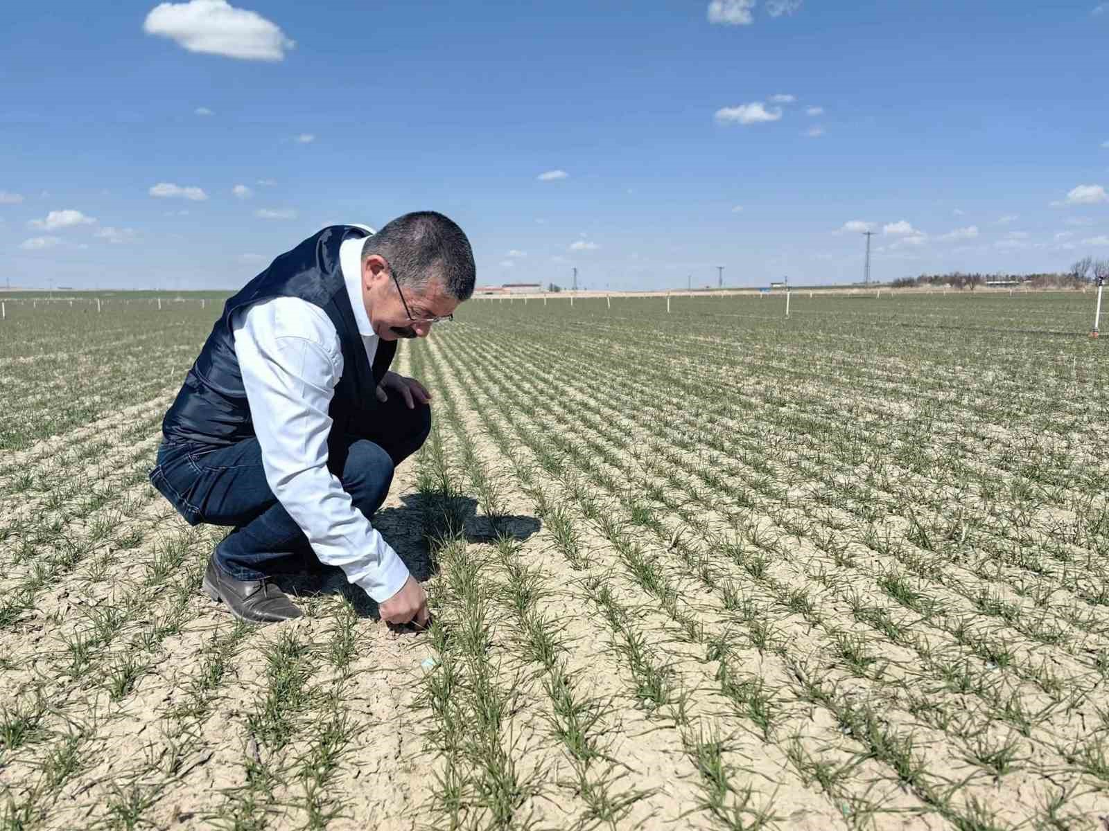 Karapınar’da hububat ekili alanlarda gelişim iyi