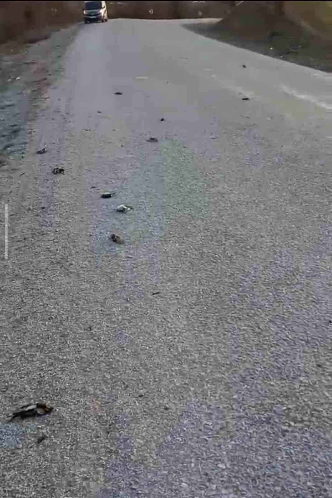Kastamonu’da onlarca kuş yolda telef olmuş halde bulundu