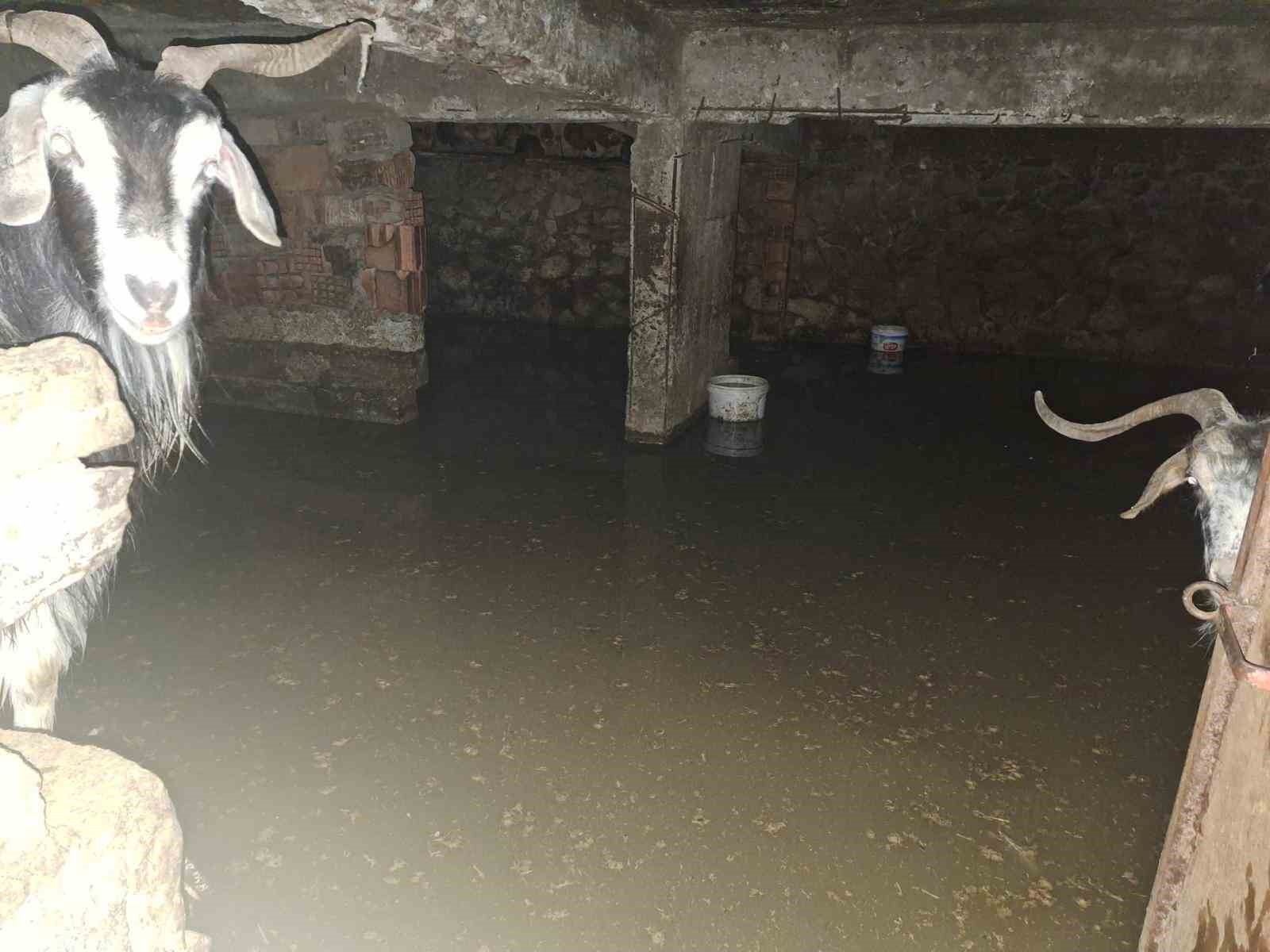 Sel ahırı bastı, 12 keçi ekipler tarafından kurtarıldı