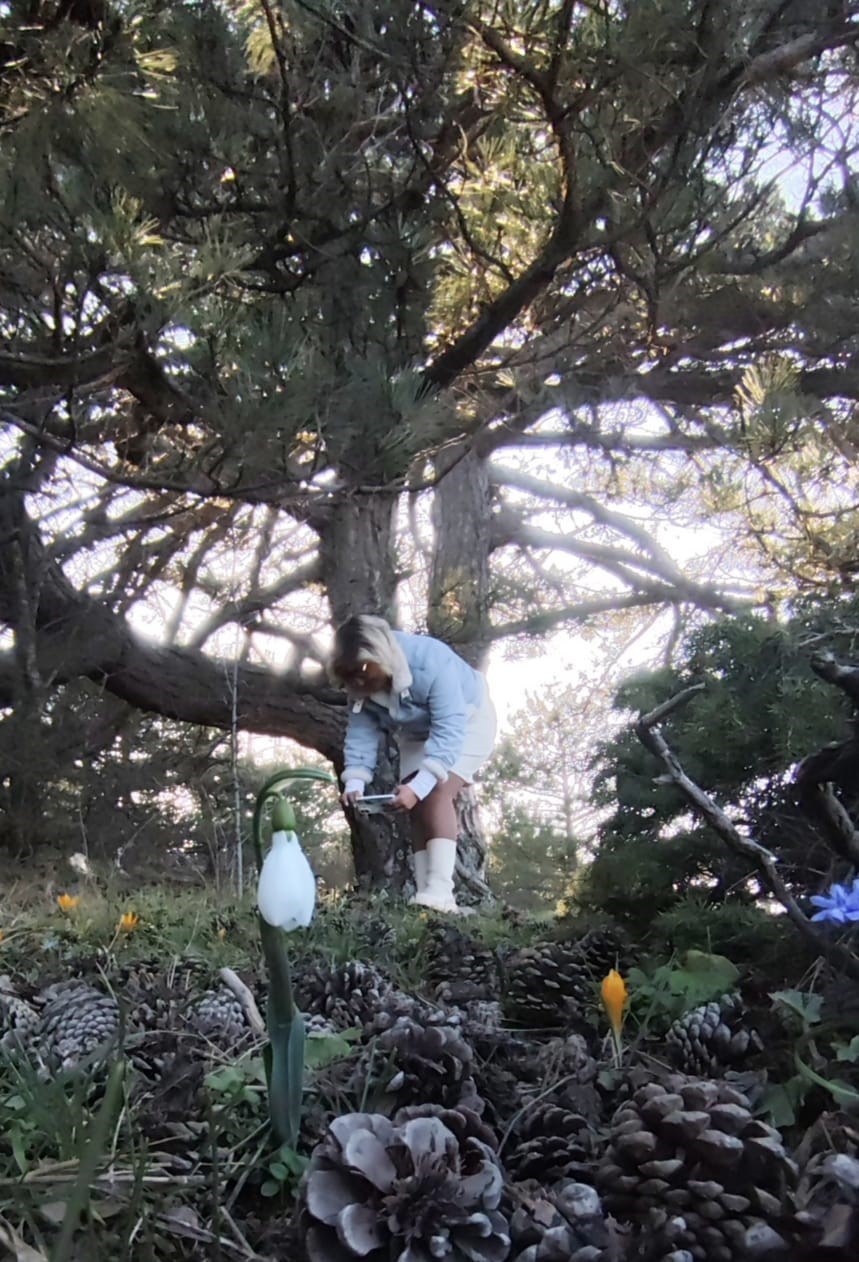 Spil&rsquo;de kardelenler ikinci kez a&ccedil;tı
