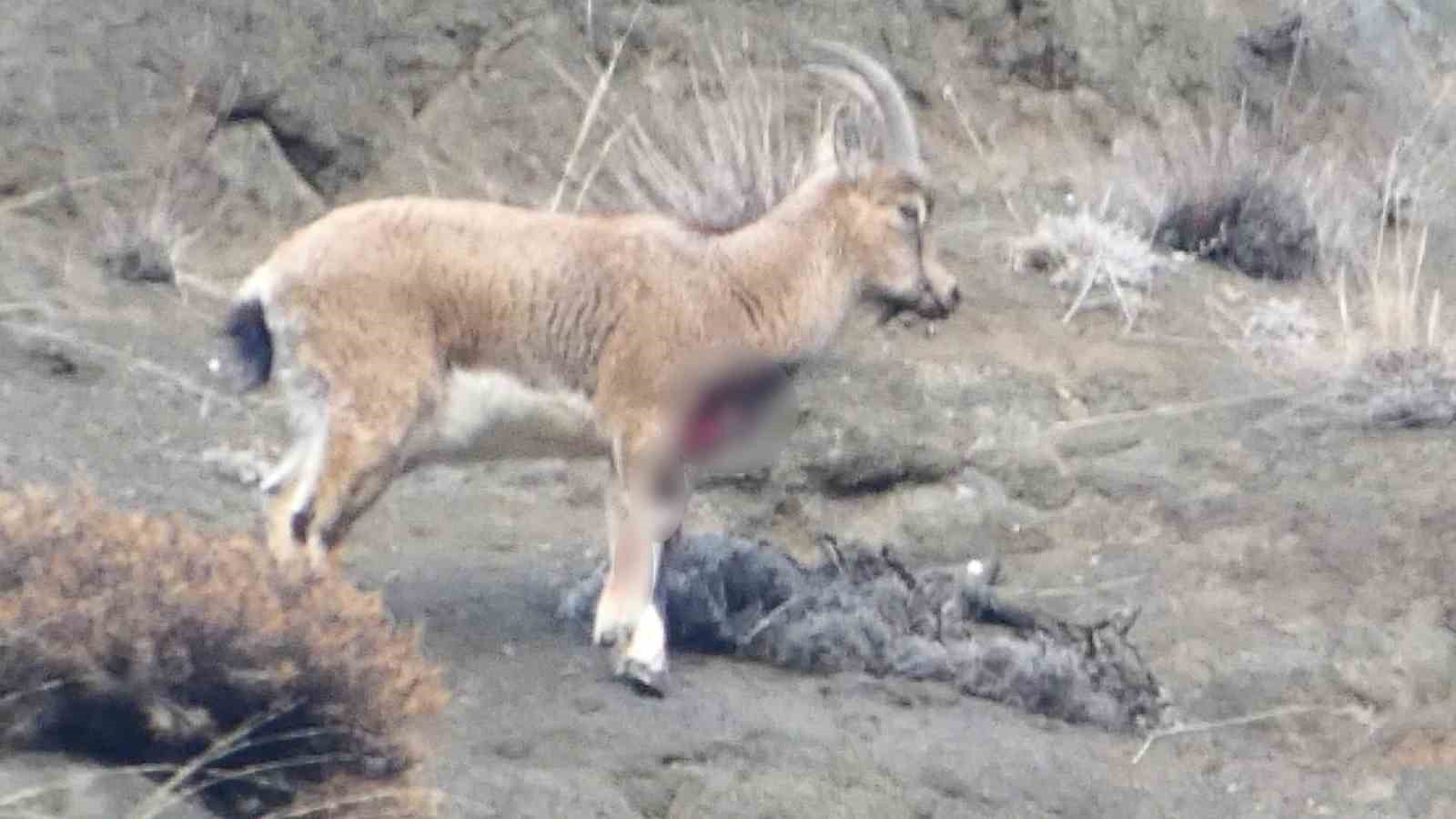 Erzurum&rsquo;da ka&ccedil;ak avcılar yaban ke&ccedil;isini yaraladı

