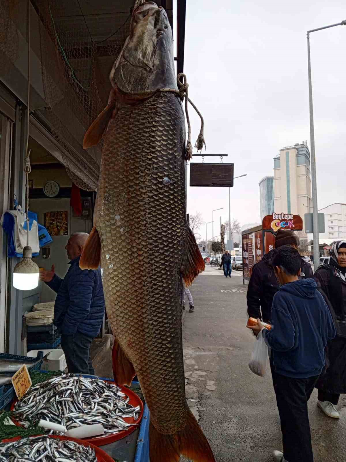 Karakaya Barajı&rsquo;nda yakalanan 42 kiloluk turna balığı ilgi g&ouml;rd&uuml;
