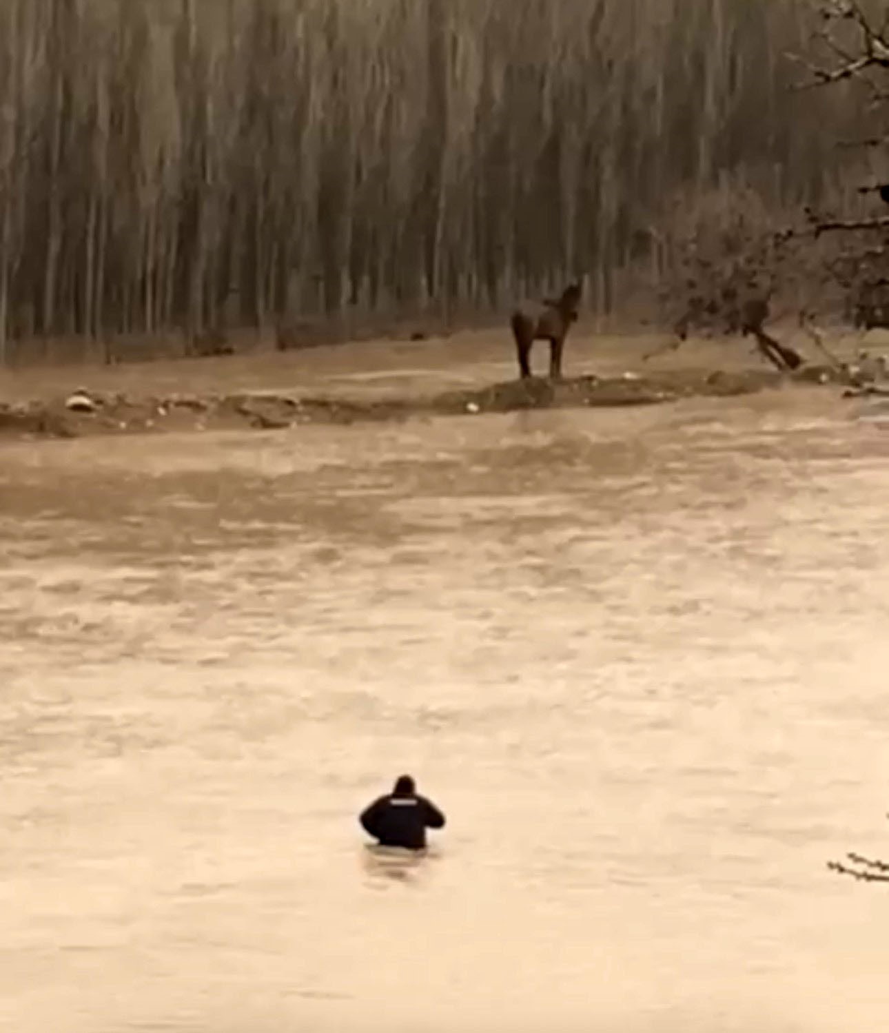 Mardin’de sel sularına giren vatandaş atını kurtardı