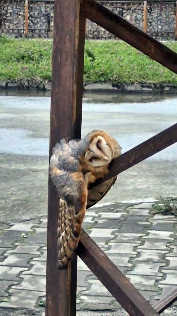 Sevimli Baykuş sokak direğinde uyuya kaldı