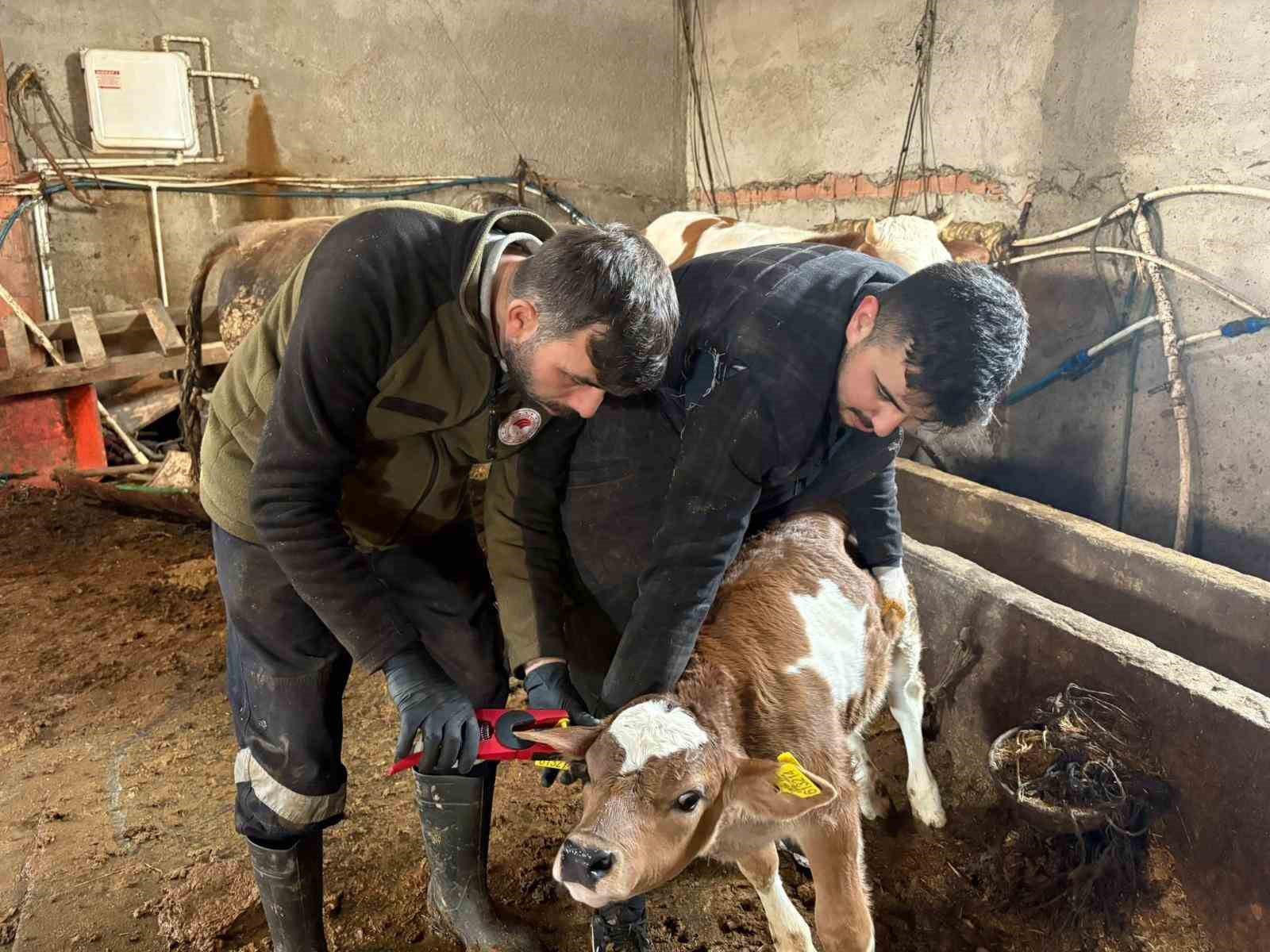Bayburt genelinde şap, brusella aşılamaları ve küpeleme çalışmaları sürüyor