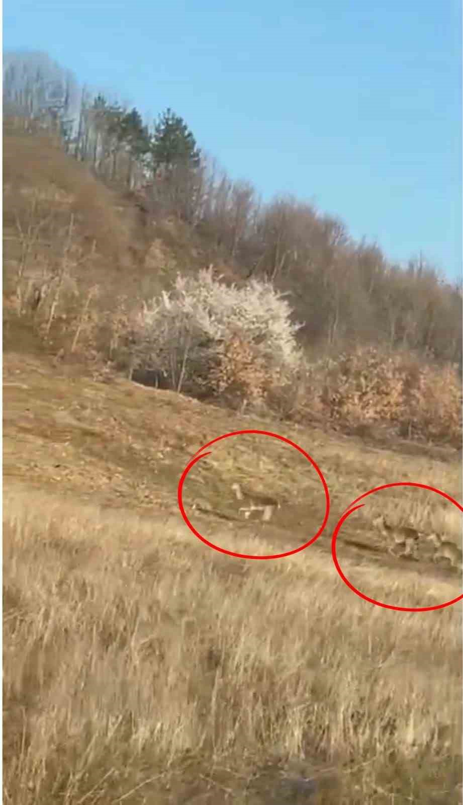 Geyik s&uuml;r&uuml;s&uuml; kameraya b&ouml;yle takıldı
