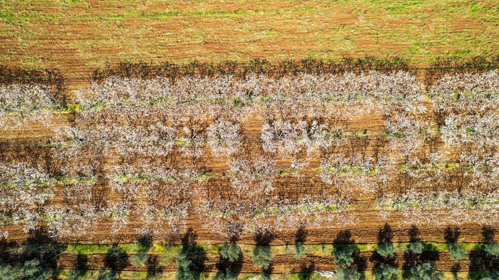 Beyaza bürünen kiraz ağaçları görsel şölen oluşturdu
