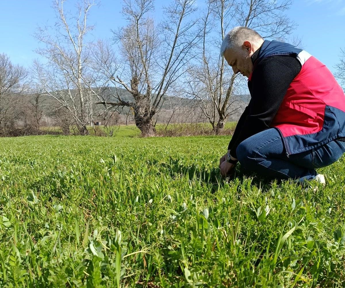 Simav&rsquo;da yem bitkileri ve hububat ekili alanlarda verim &ccedil;alışması yapıldı
