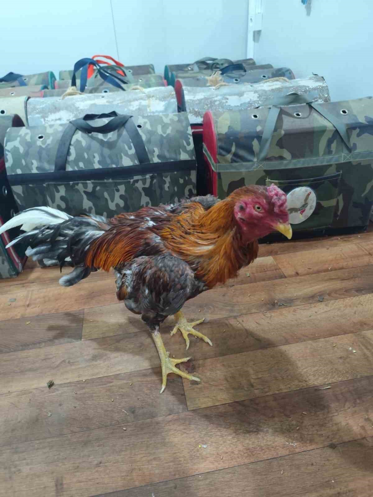 Horoz d&ouml;v&uuml;ş&uuml;ne baskın: 16 kişiye 185 bin lira ceza
