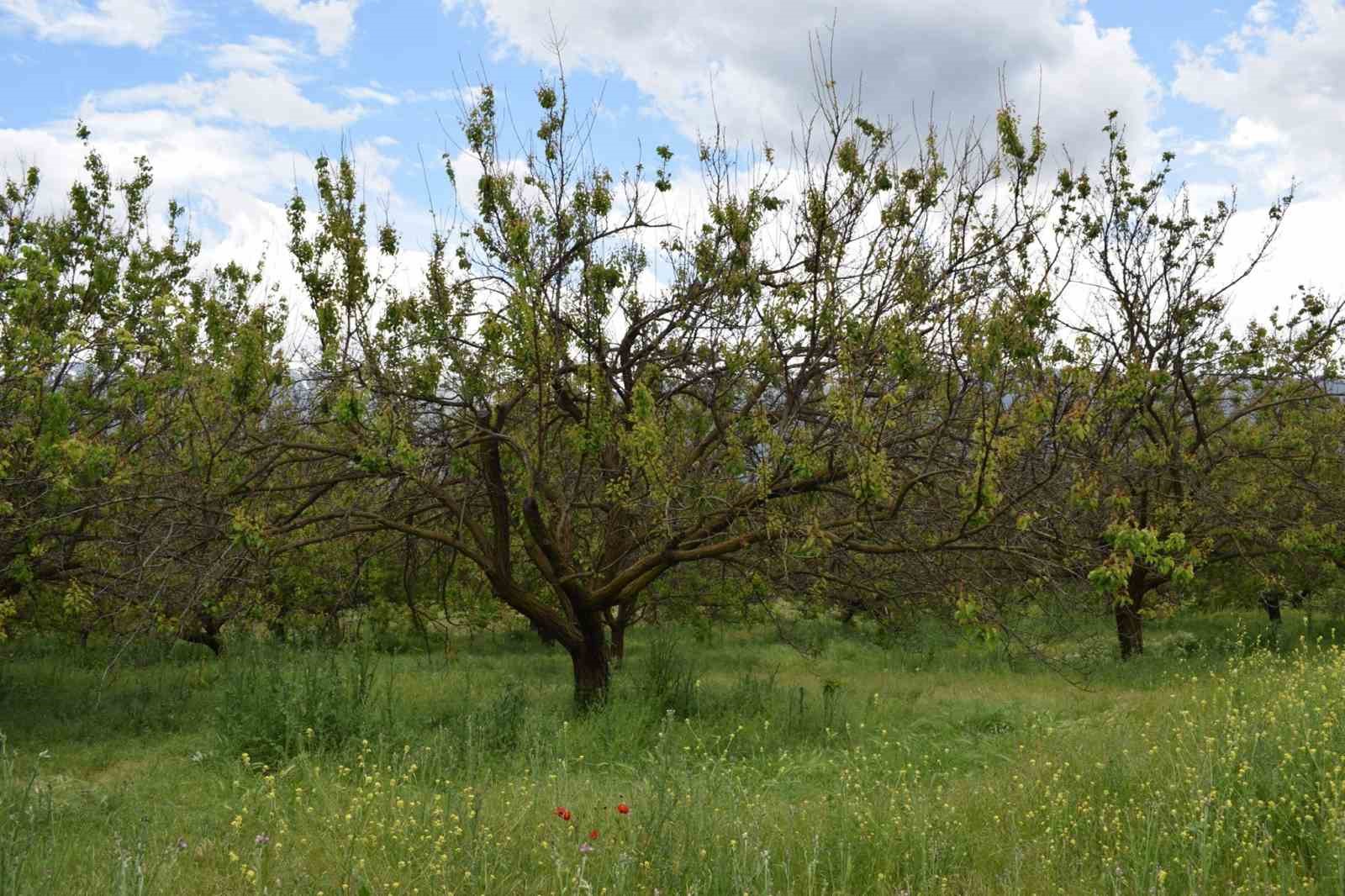 Kayısı &uuml;reticilerine monilya hastalığı uyarısı
