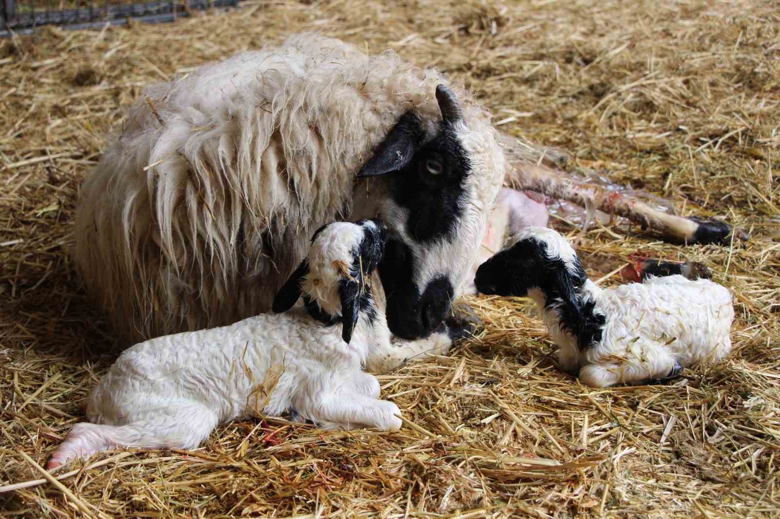 Hayvancılara kritik uyarı: Kuzu ve buzağı bakımında ilk saatler hayati &ouml;nemde
