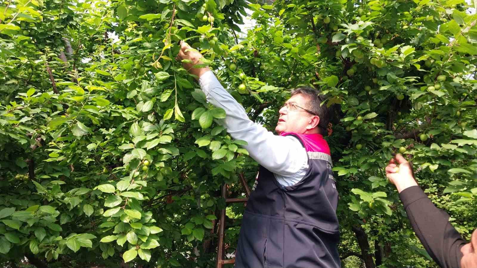 Mut&rsquo;ta &ouml;rt&uuml; altı erik hasadı başladı
