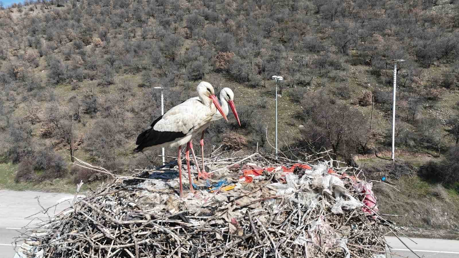 Baharın habercisi olan leylekler, Ankara’ya ulaştı