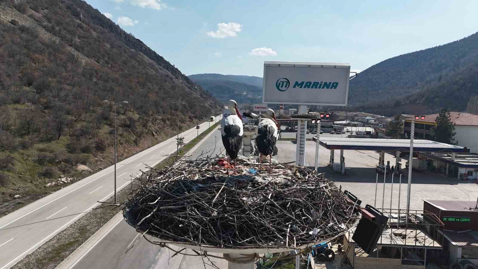 Baharın habercisi olan leylekler, Ankara&rsquo;ya ulaştı
