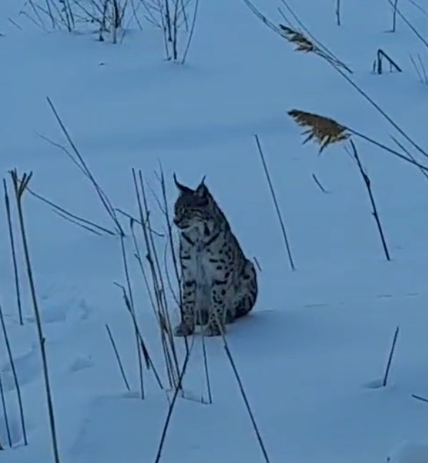 Bayburt&rsquo;ta karlı arazide g&ouml;r&uuml;len vaşak vatandaşları heyecanlandırdı
