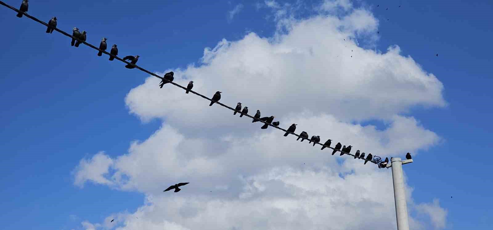 Tatvan’da sıralanan kuşlardan güzel görüntüler