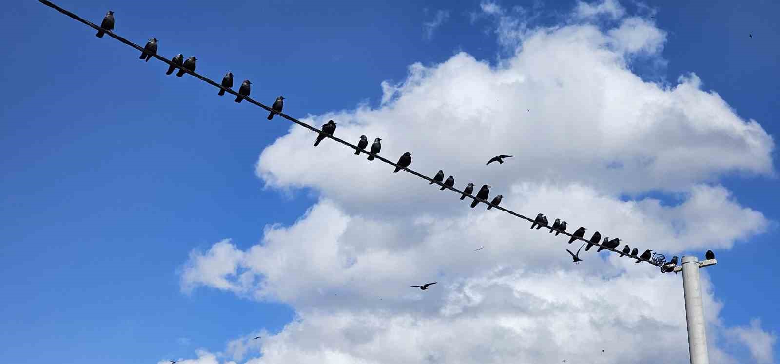 Tatvan&rsquo;da sıralanan kuşlardan g&uuml;zel g&ouml;r&uuml;nt&uuml;ler
